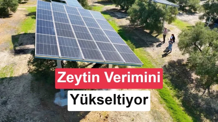 Zeytin ağaçlarının bulunduğu arazide yükseltilmiş güneş panelleri
