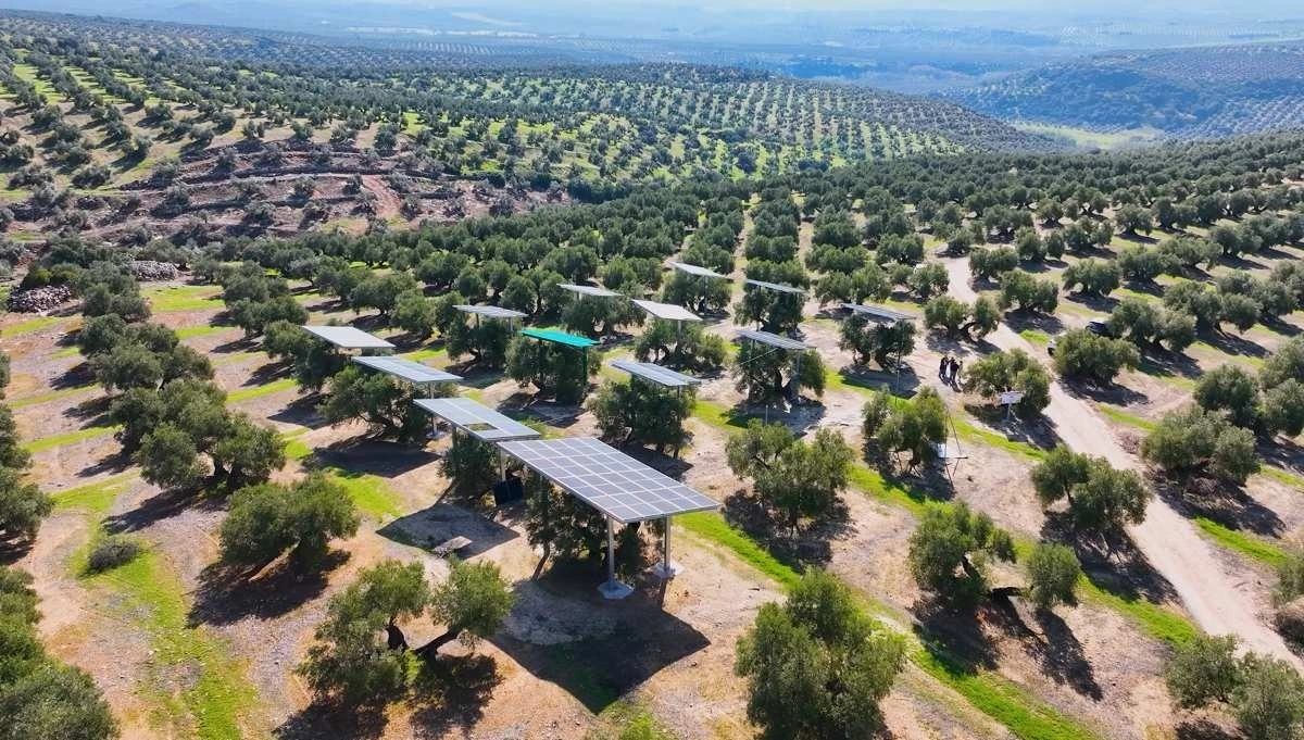 Zeytinlik boyunca sıralanan yükseltilmiş güneş panelleri