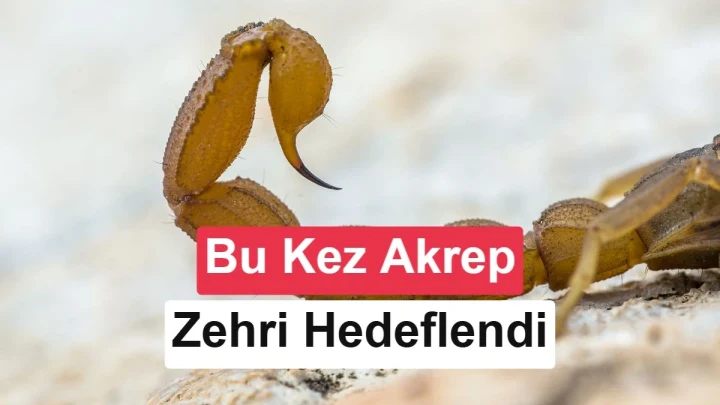 Akrep ve akrep zehrine karşı yapay zekâ destekli protein tasarımı konulu kapak görseli