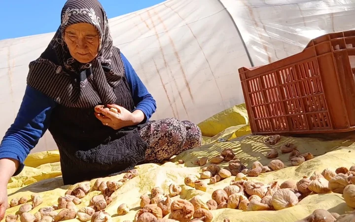 Bir üretici, serada kurutulan incirlerin arasında incirleri ayıklıyor