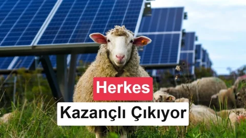 Güneş santrallerinde koyunlar çim biçme işini üstleniyor