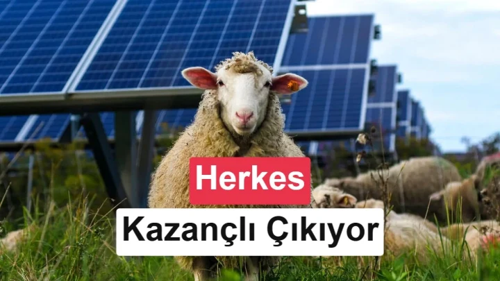 Güneş panellerinin arasında otlayan koyunlar
