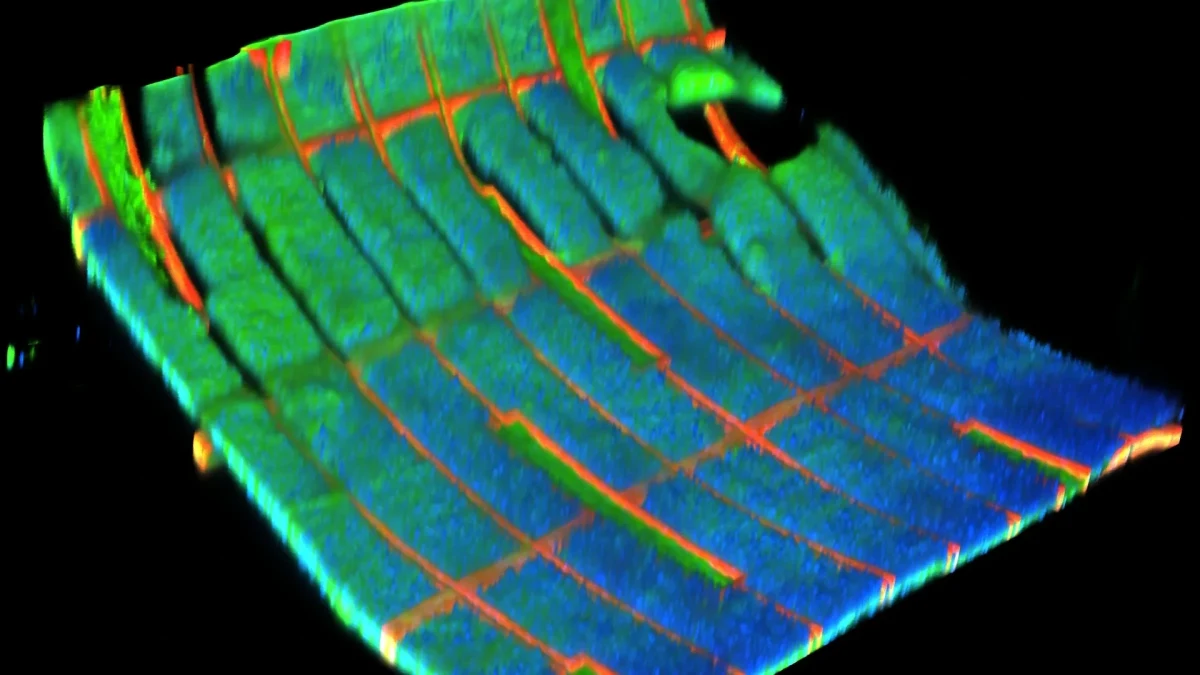 Kalp hücreleriyle bütünleşen biyohibrit ağın renkli mikroskobik görüntüsü