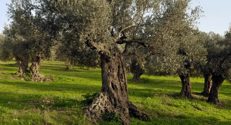 Yeşil zeminde bulunan yaşlı zeytin ağaçları