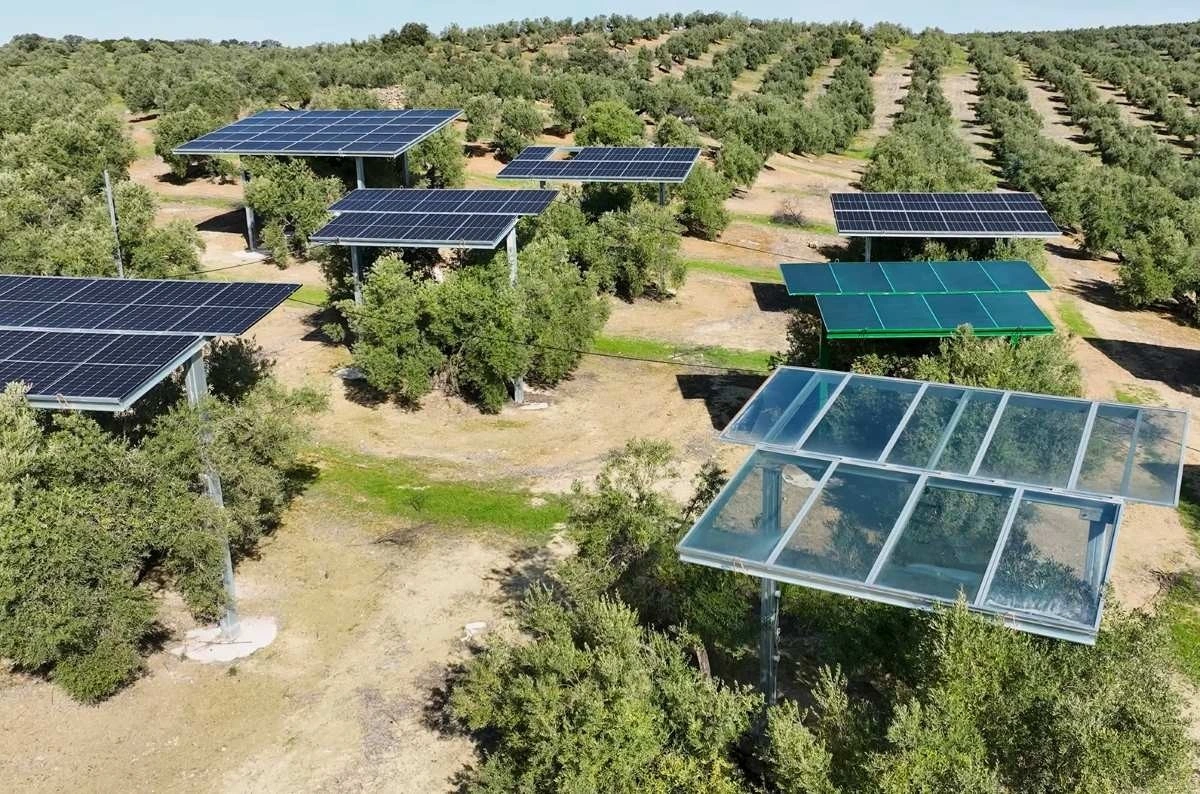 Zeytin ağaçları arasında yükseltilmiş güneş panelleri