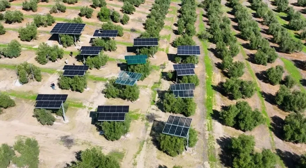 Zeytinlik içinde farklı noktalara yerleştirilmiş güneş paneli düzenekleri